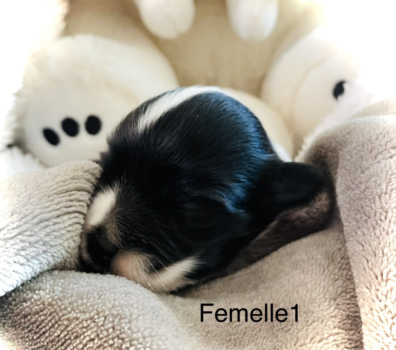 femelle-2