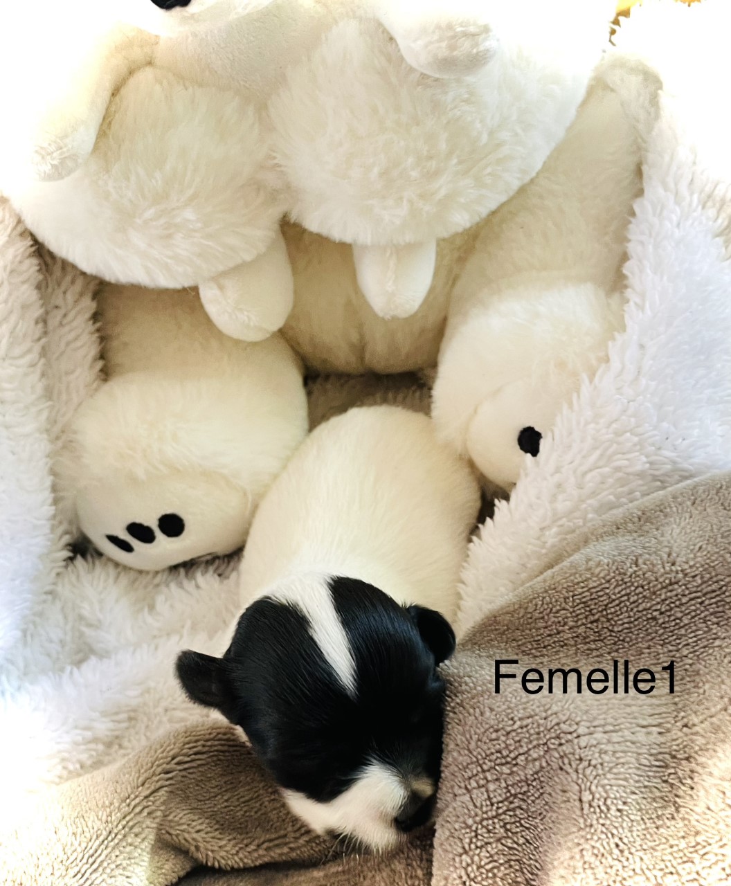 femelle-3d