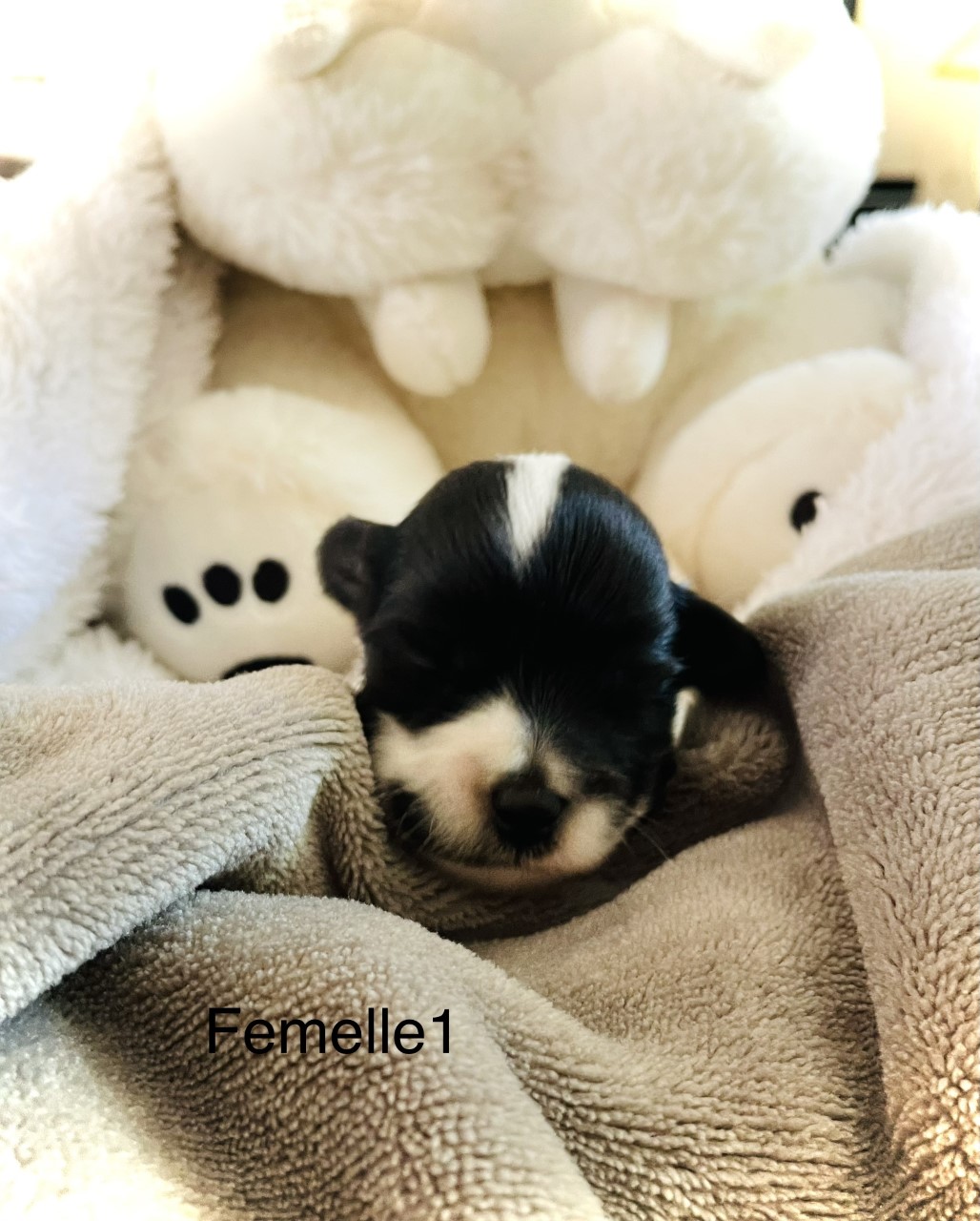 femelle-8