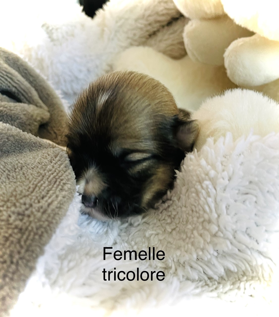 femelle-tricolored