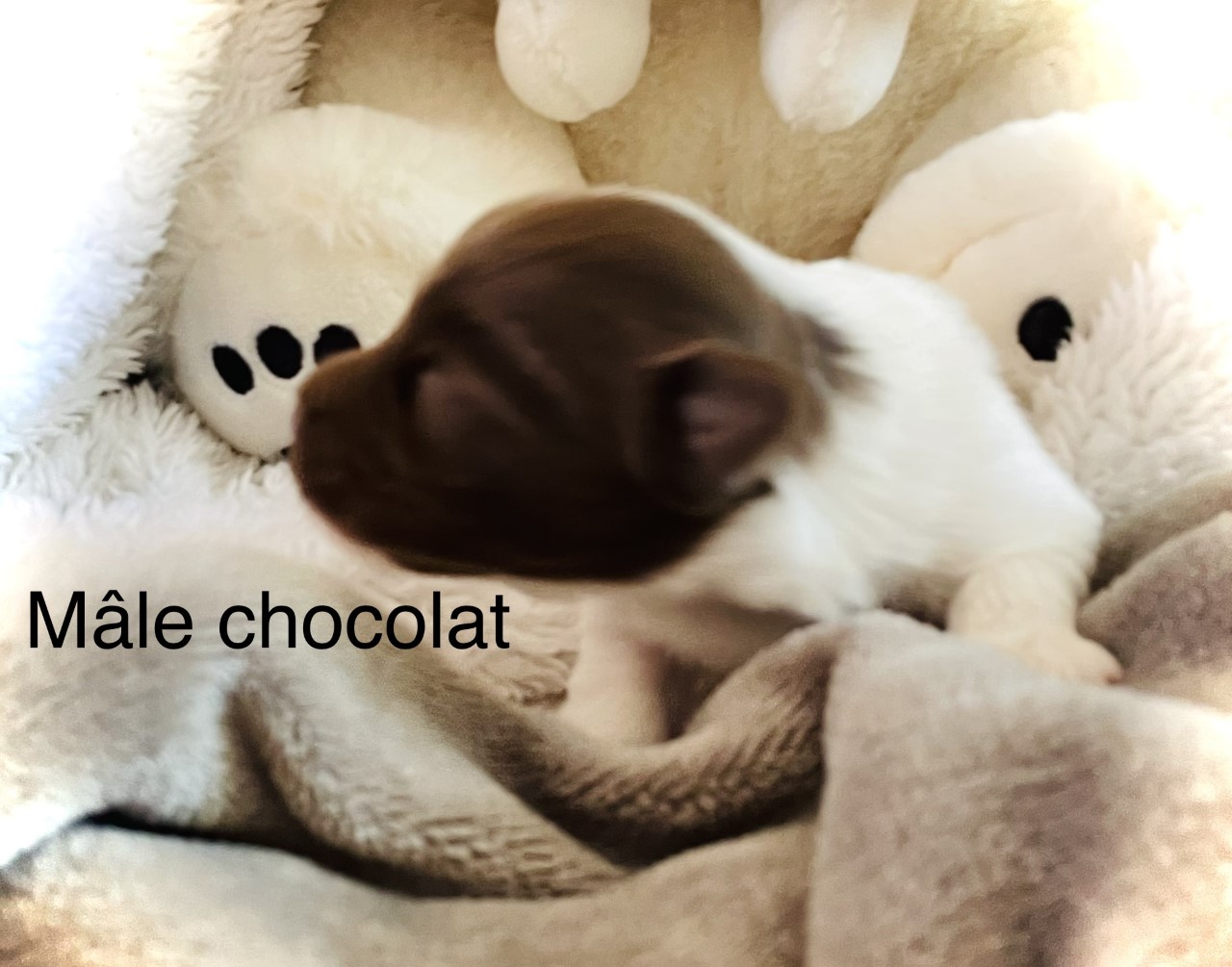male-chocolat-21