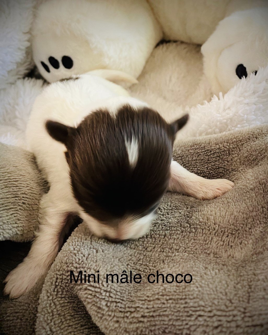 mini-male-choco-2d