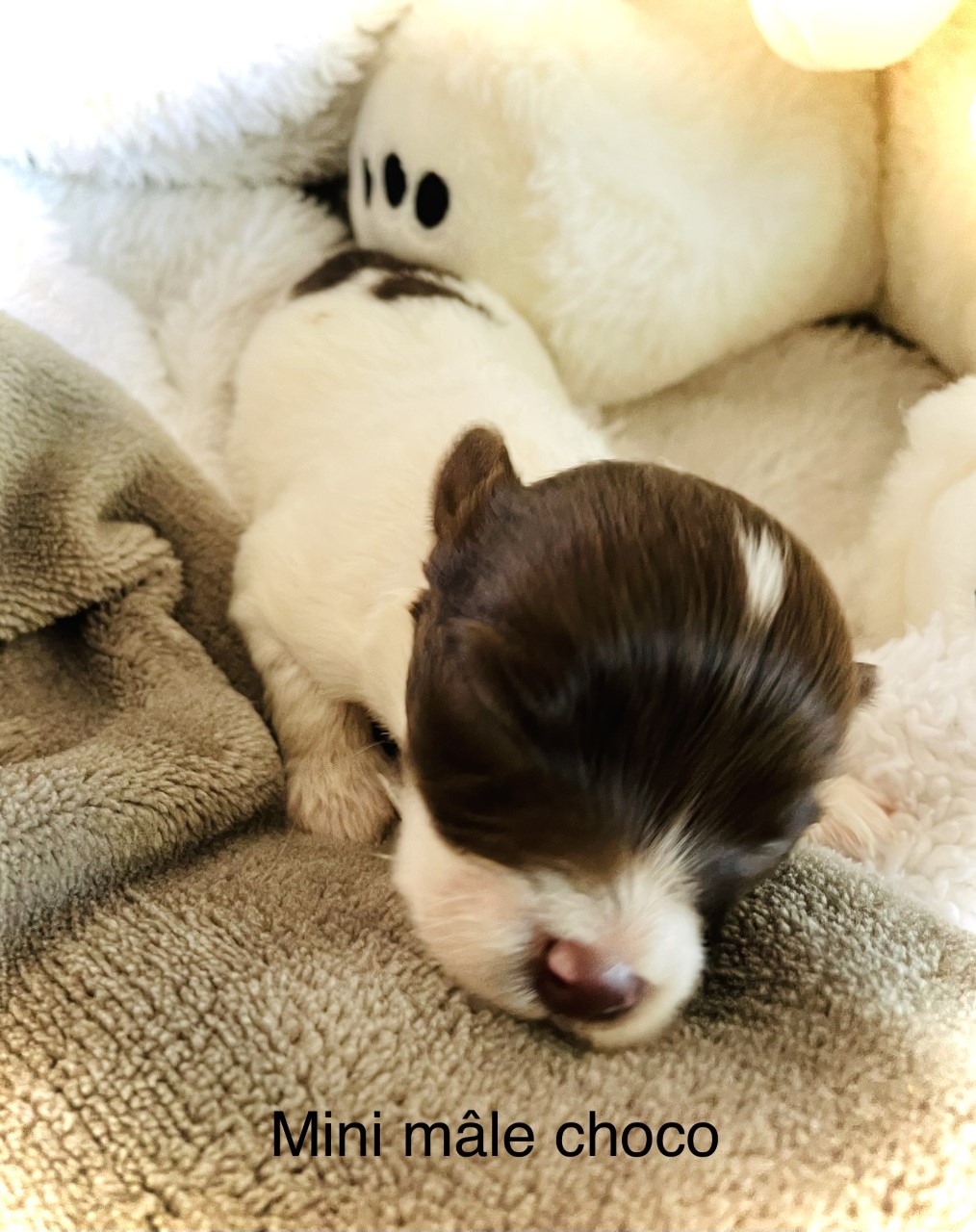 mini-male-choco-41