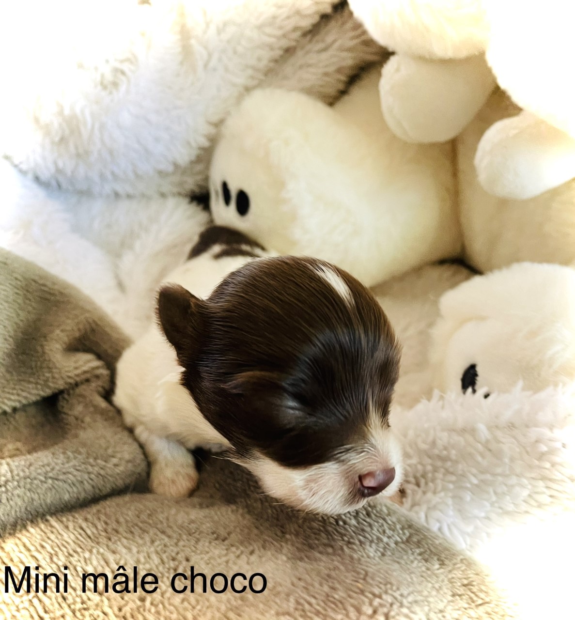 mini-male-choco-5d