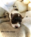 mini-male-choco-6d
