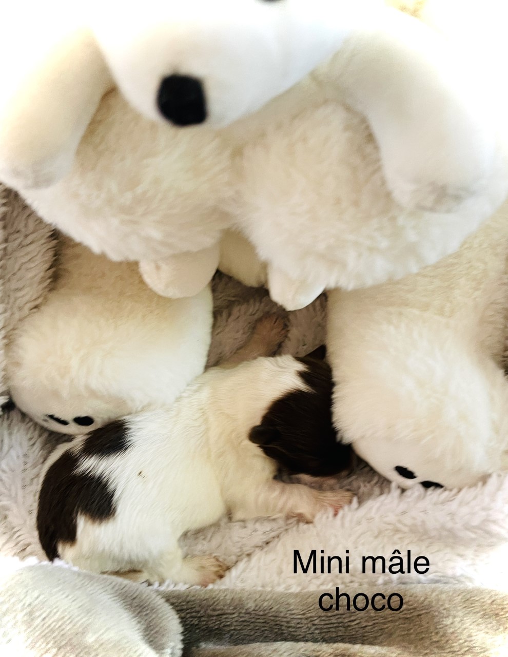 mini-male-chocod